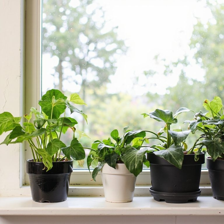Best Indoor Plants for Low-Light Apartments: A Beginner Guide (Part 8)
